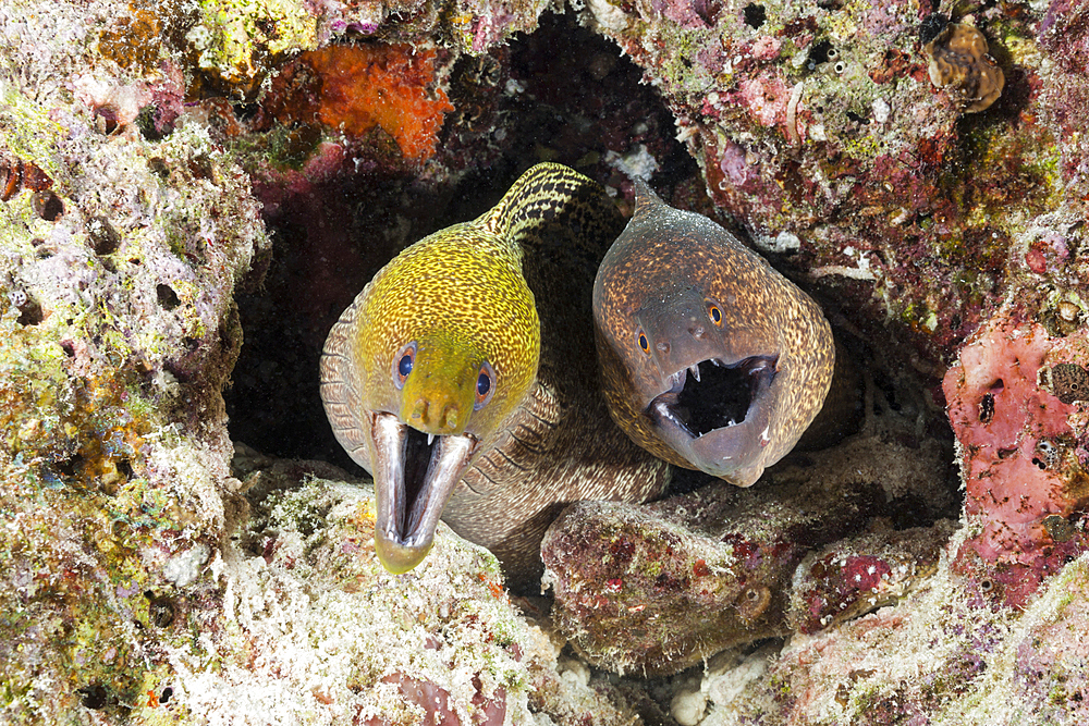 Yellow-margined Moray and Giant Moray, Gymnothorax flavimarginatus, Gymnothorax javanicus, North Male Atoll, Indian Ocean, Maldives