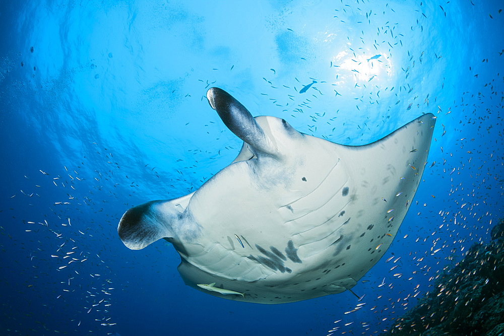 Reef Manta Ray, Manta alfredi, North Ari Atoll, Indian Ocean, Maldives