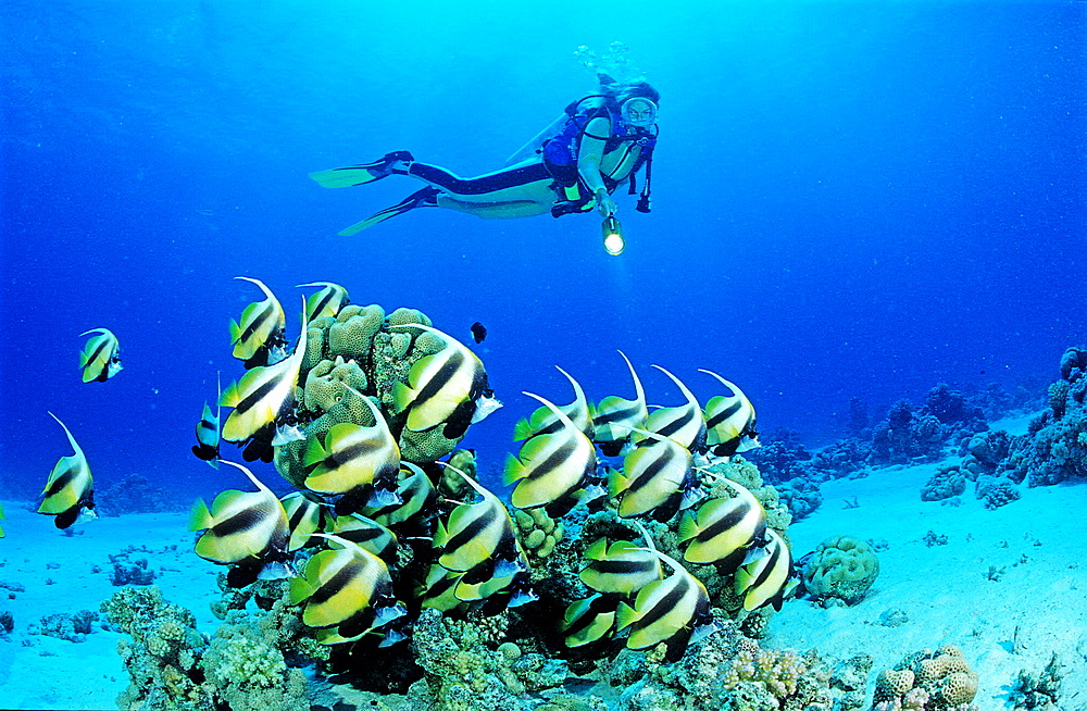 Red sea Bannerfish and scuba diver, Hiniochus intermedius, Egypt, Red Sea, Hurghada