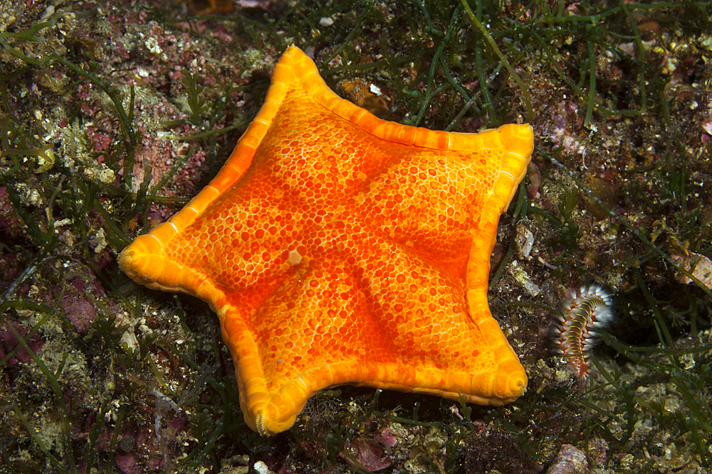 Cushion starfish, Asterina gibbosa, Vis Island, Mediterranean Sea, Croatia