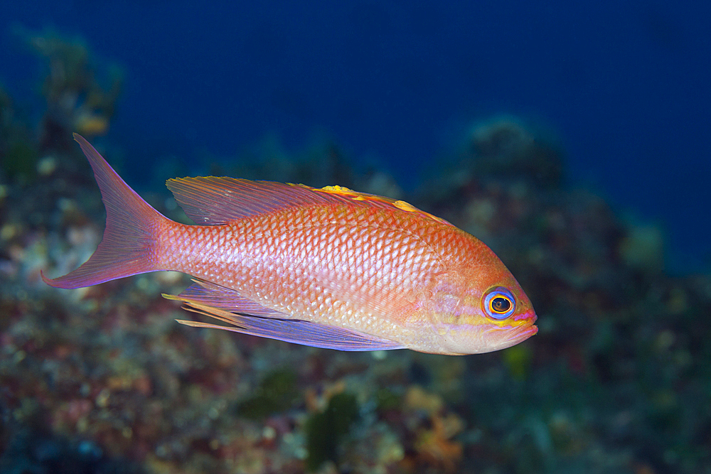 Mediterranean Anthias, Anthias anthias, Vis Island, Mediterranean Sea, Croatia