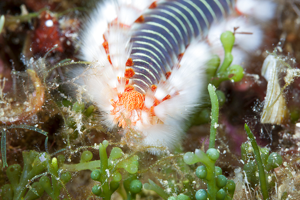 Fireworm, Hermodice carunculata, Vis Island, Mediterranean Sea, Croatia