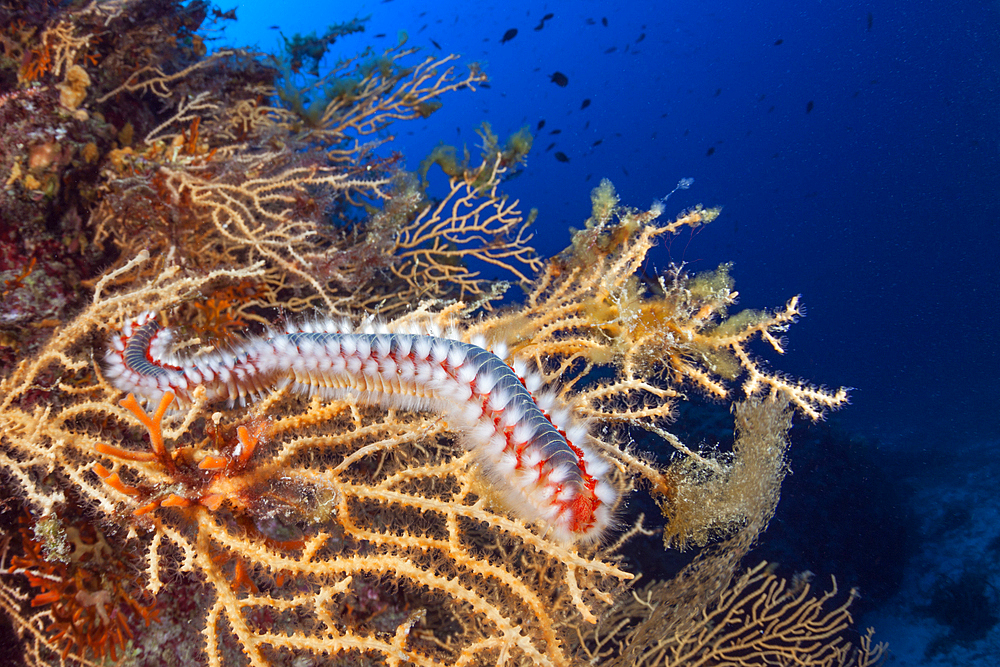 Fireworm, Hermodice carunculata, Vis Island, Mediterranean Sea, Croatia