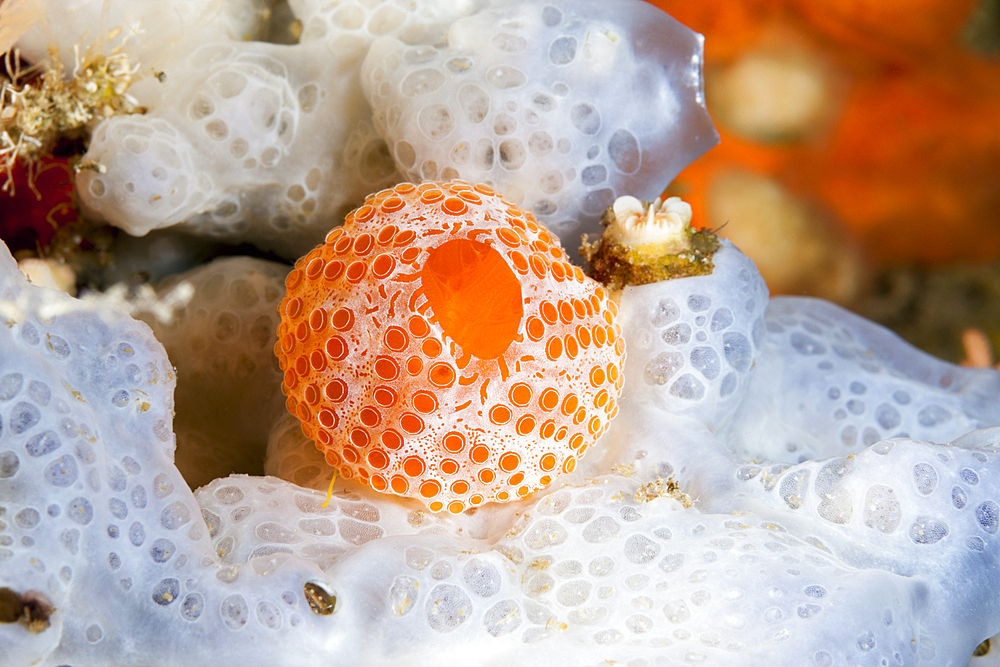 Colony of Sea Squirts, Vis Island, Mediterranean Sea, Croatia