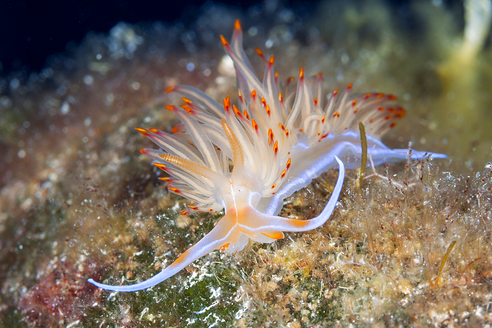 Orange Aeolid Nudibranch, Godiva banyulensis, Vis Island, Mediterranean Sea, Croatia