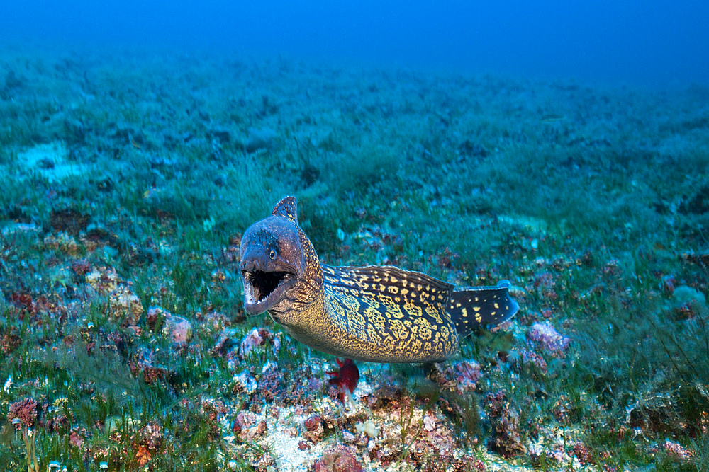 Mediterranean Moray, Muraena helena, Vis Island, Mediterranean Sea, Croatia