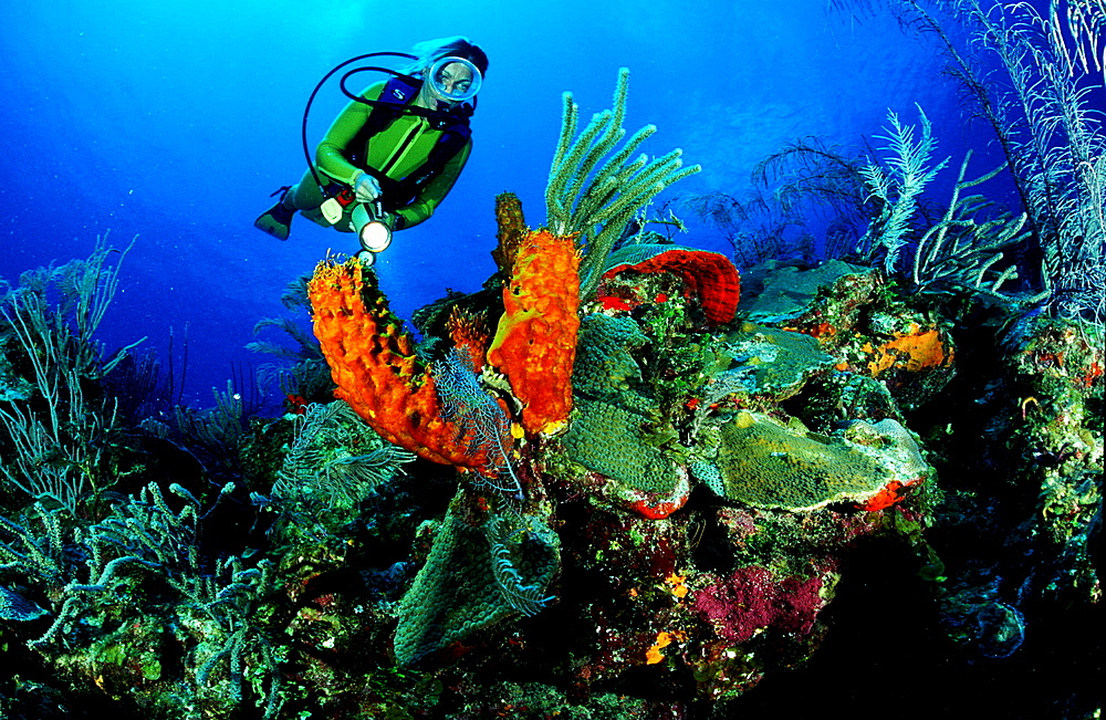 Caribbean reef and scuba diver, Bahamas, Caribbean Sea, Grand Bahama