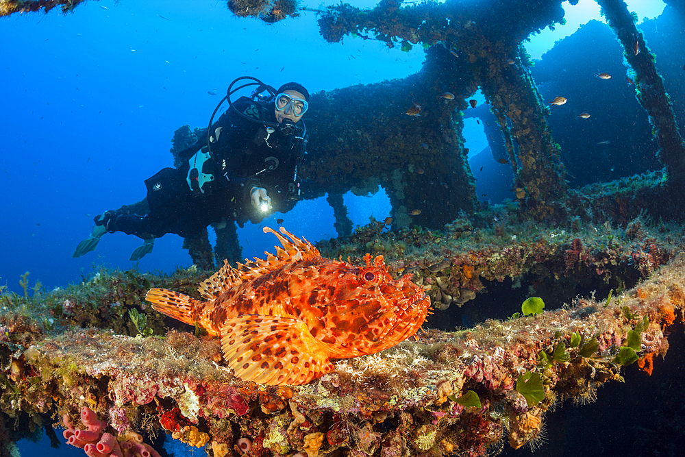 Scuba Diver finds Red Scorpionfish at Vassilios Wreck, Scorpaena scrofa, Vis Island, Mediterranean Sea, Croatia