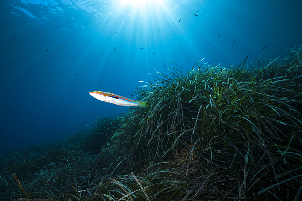 Ecosystem Seagrass Meadows, Vis Island, Mediterranean Sea, Croatia