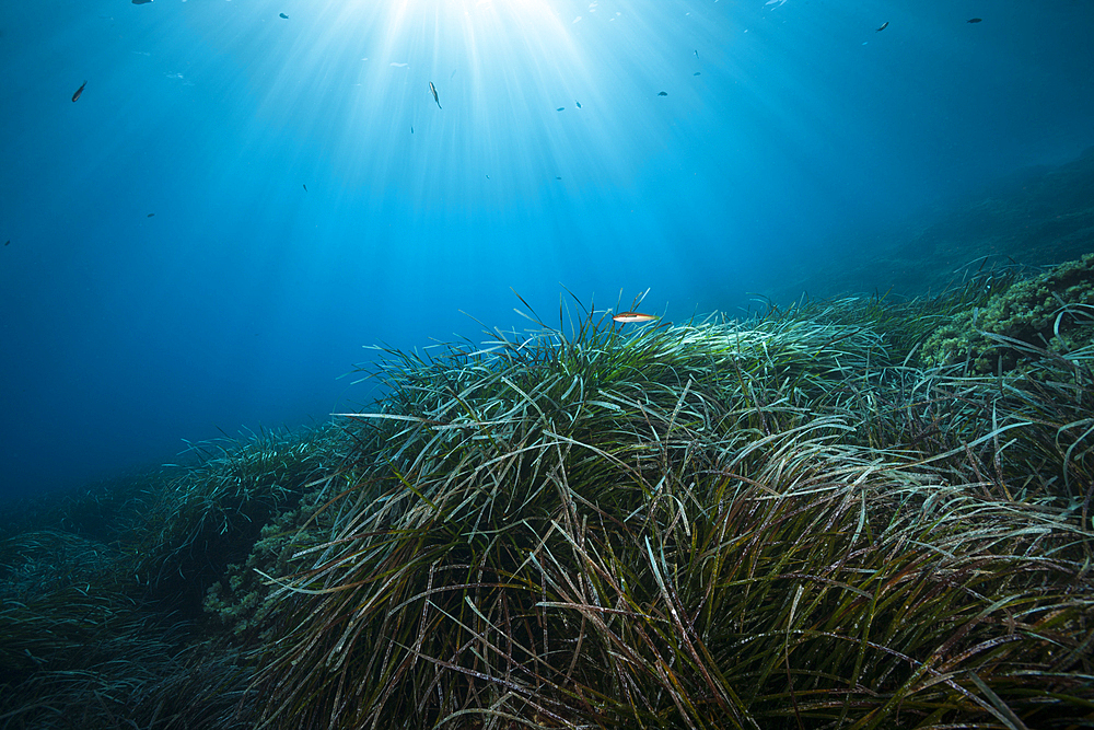 Ecosystem Seagrass Meadows, Vis Island, Mediterranean Sea, Croatia