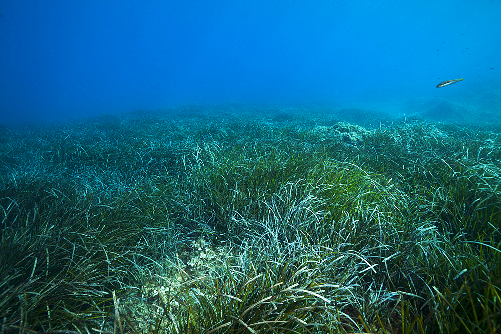 Ecosystem Seagrass Meadows, Vis Island, Mediterranean Sea, Croatia