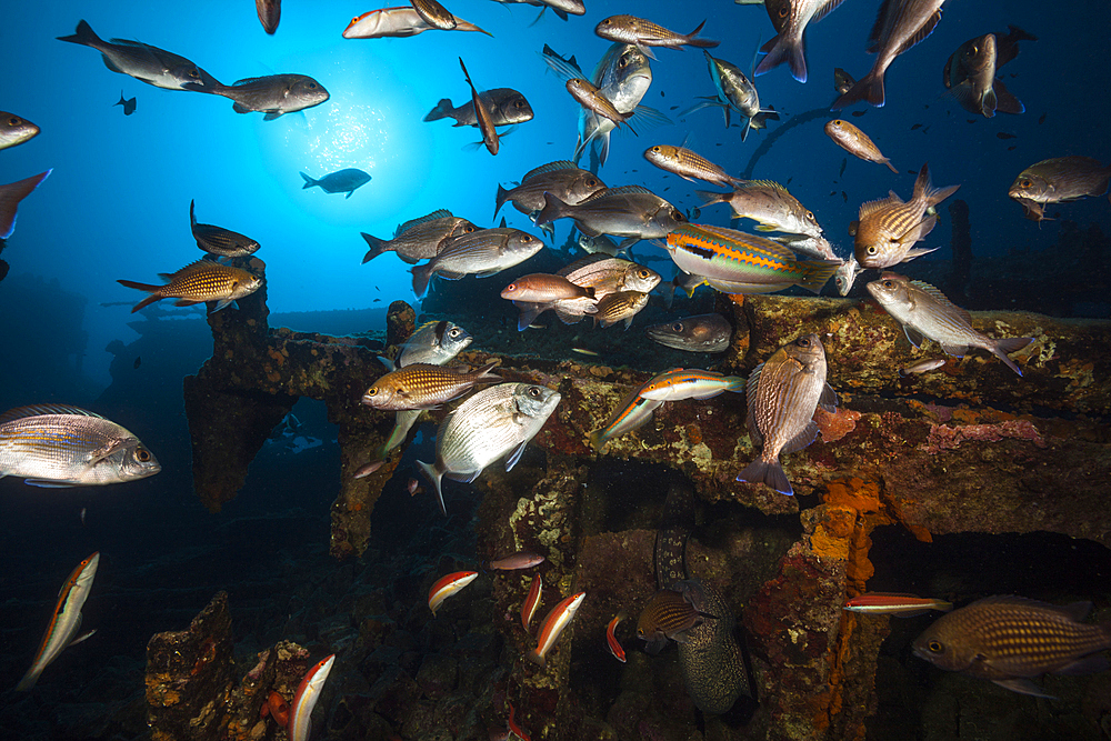 School of fish at Teti Wreck, Vis Island, Mediterranean Sea, Croatia