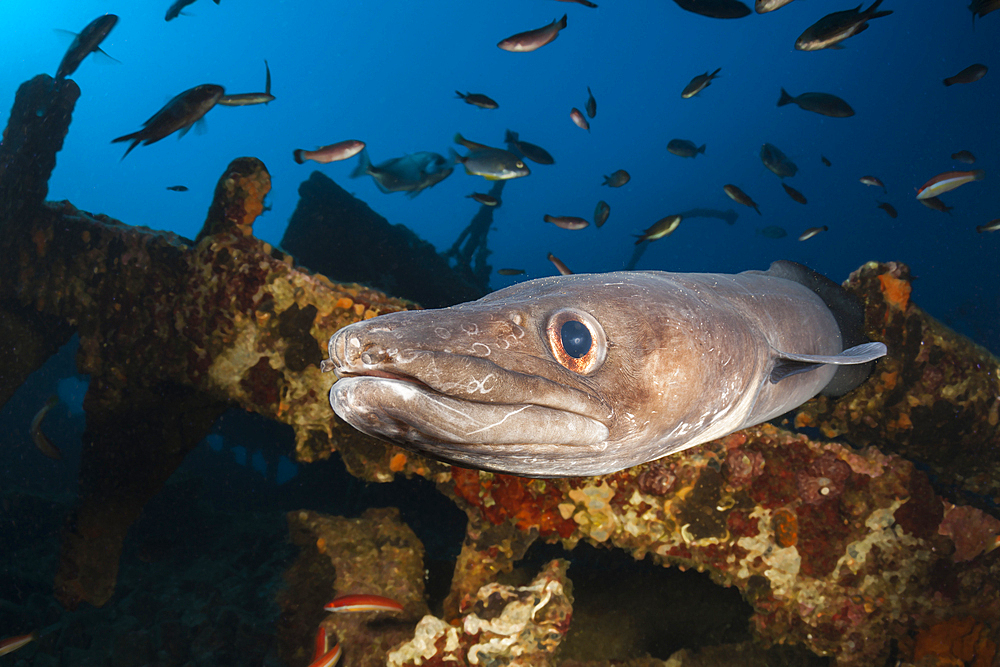 European Conger at Teti Wreck, Conger conger, Vis Island, Mediterranean Sea, Croatia