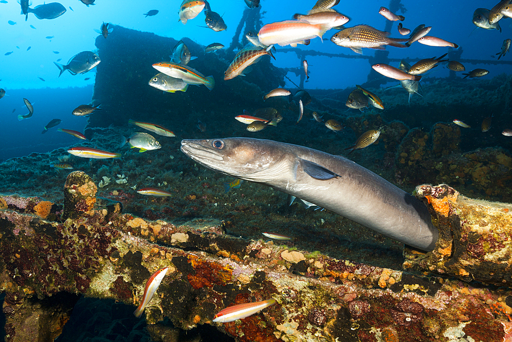 European Conger at Teti Wreck, Conger conger, Vis Island, Mediterranean Sea, Croatia