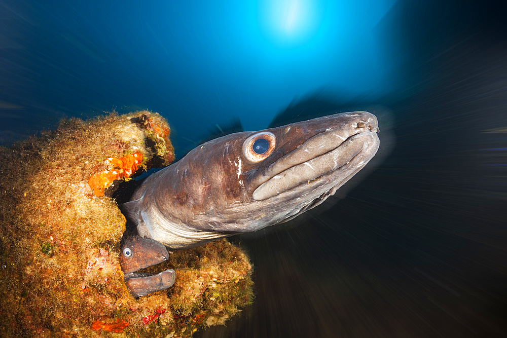 European Congeran Brown Moray at Teti Wreck, Conger conger, Vis Island, Mediterranean Sea, Croatia