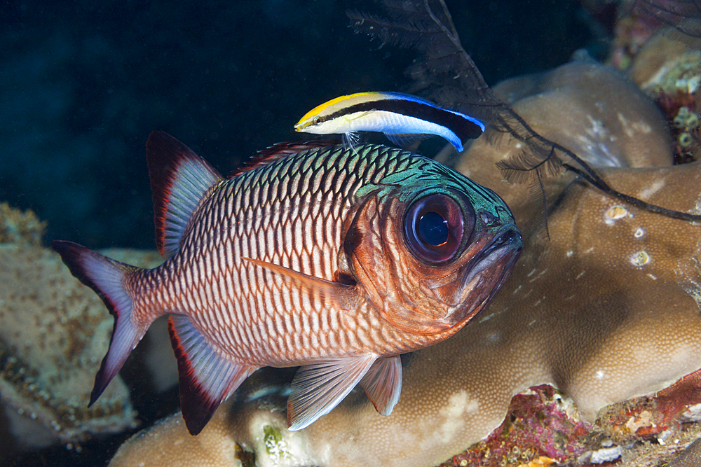 Cleanerwrasse cleans Soldierfish, Labroides dimidiatus, Raja Ampat, West Papua, Indonesia