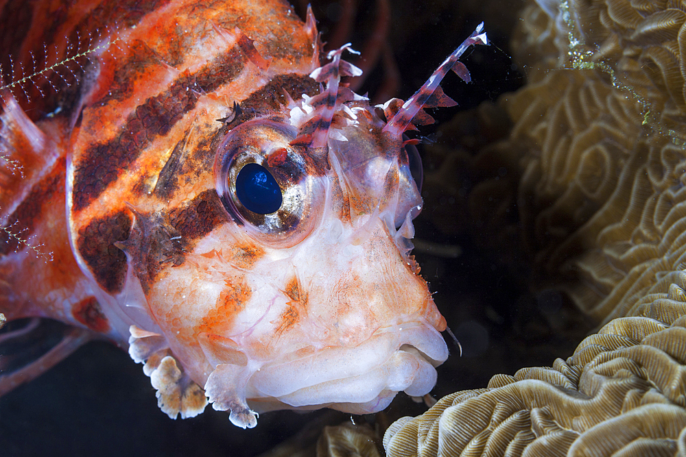 Shortfin Lionfish, Dendrochirus brachypterus, Raja Ampat, West Papua, Indonesia