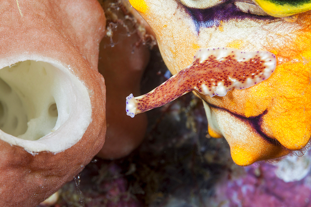 Flatworm crawls over reef, Pceudoceros sp., Raja Ampat, West Papua, Indonesia