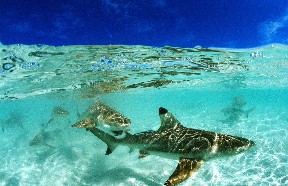 Blacktip reef shark, Carcharhinus melanopterus, Malaysia, Pazifik, Pacific ocean, Borneo, Lankayan