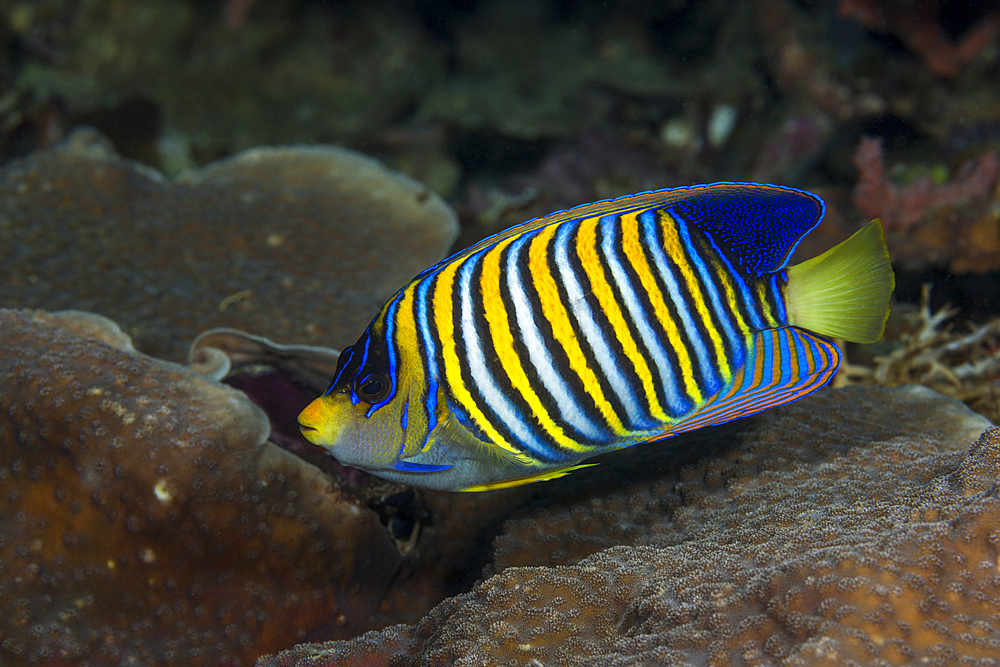 Regal Angelfish, Pygoplites diacanthus, Raja Ampat, West Papua, Indonesia