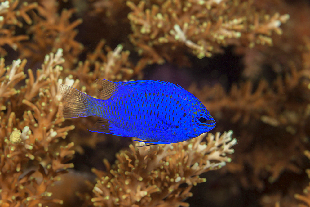 Blue Devil Demoiselle, Chrysiptera cyanea, Raja Ampat, West Papua, Indonesia