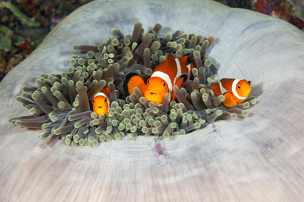 Clown Anemonefish in Magnificent Sea Anemone, Amphiprion ocellaris, Raja Ampat, West Papua, Indonesia