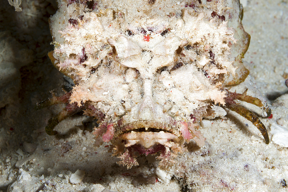 Caledonien stinger, Inimicus caledonicus, Raja Ampat, West Papua, Indonesia