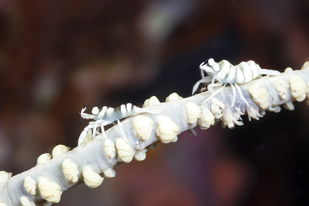 Black Coral Commensal Shrimp, Pontonides unciger, Raja Ampat, West Papua, Indonesia