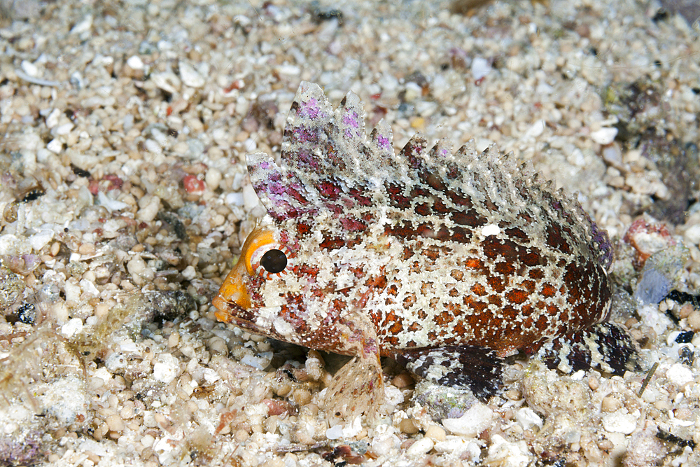 Whispy Waspfish, Paracentropogon longispinis, Raja Ampat, West Papua, Indonesia