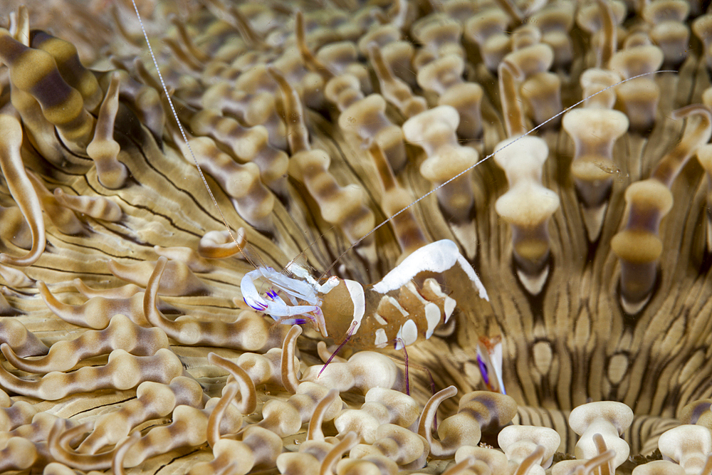 Anemone Commensal Shrimp, Periclimenes magnificus, Raja Ampat, West Papua, Indonesia