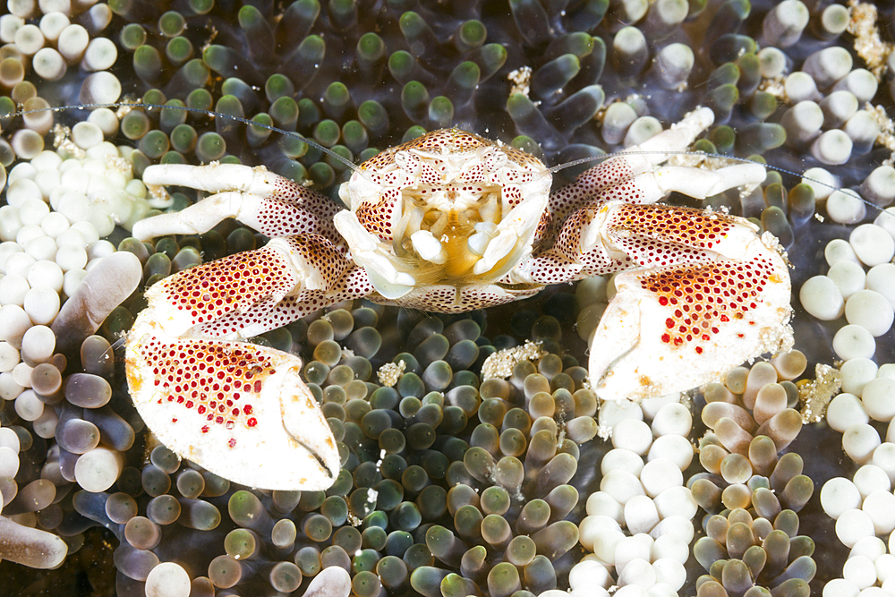 Porcelain Crab in Anemone, Neopetrolisthes maculatus, Raja Ampat, West Papua, Indonesia