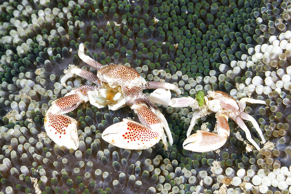 Porcelain Crab in Anemone, Neopetrolisthes maculatus, Raja Ampat, West Papua, Indonesia