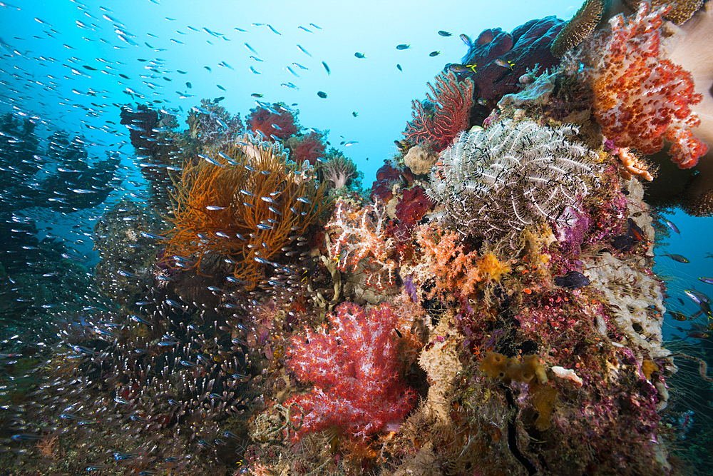 Species rich Coral Reef, Raja Ampat, West Papua, Indonesia