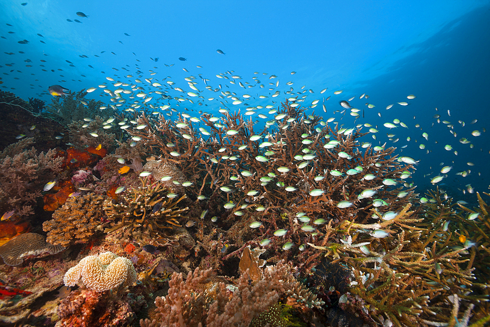 Species rich Coral Reef, Raja Ampat, West Papua, Indonesia