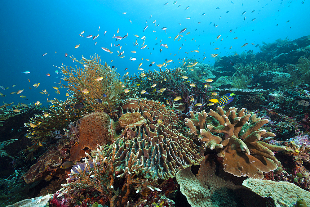 Species rich Coral Reef, Raja Ampat, West Papua, Indonesia