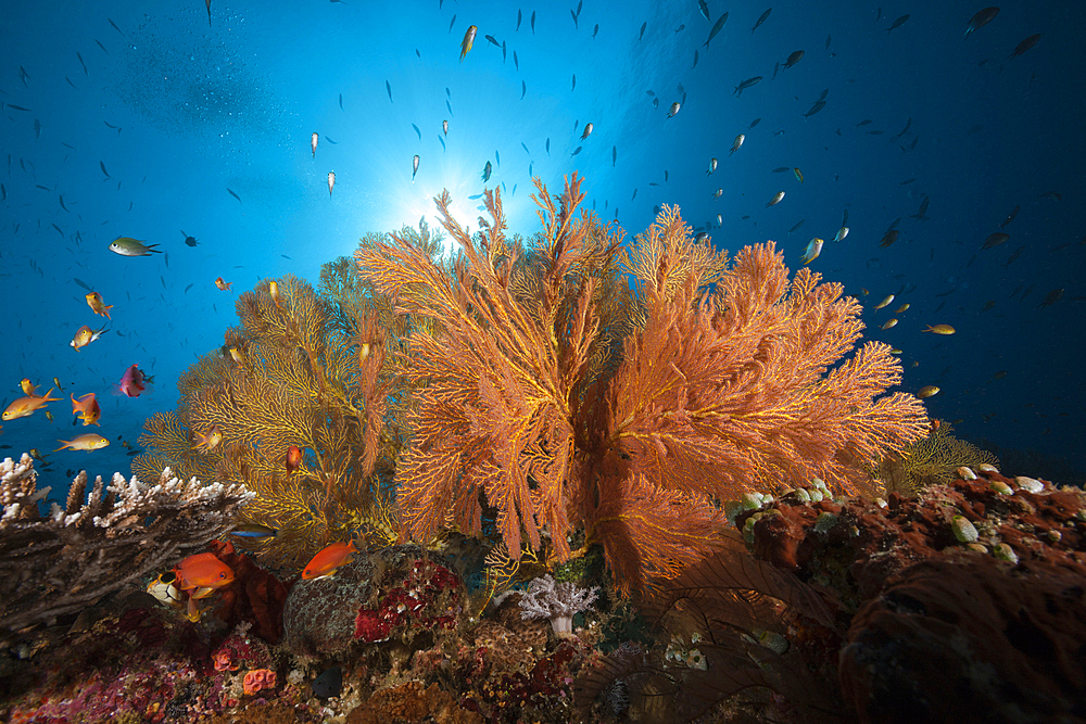 Colored Coral Reef, Raja Ampat, West Papua, Indonesia