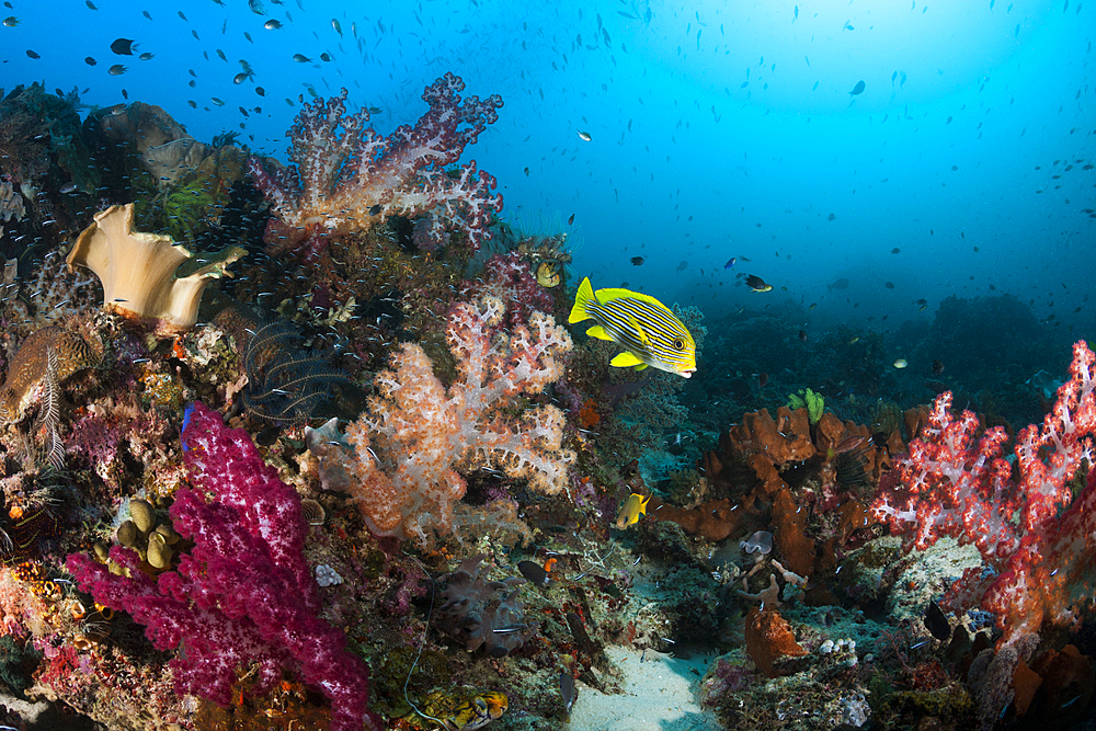 Species rich Coral Reef, Raja Ampat, West Papua, Indonesia