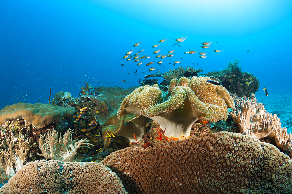 Species rich Coral Reef, Raja Ampat, West Papua, Indonesia