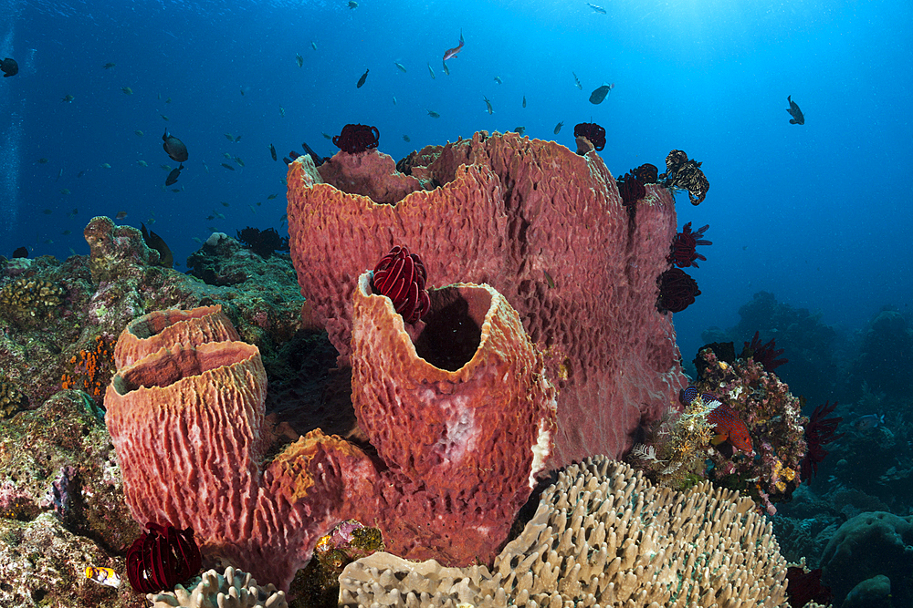 Coral reef with Barrel Sponge, Xestospongia testudinaria, Raja Ampat, West Papua, Indonesia