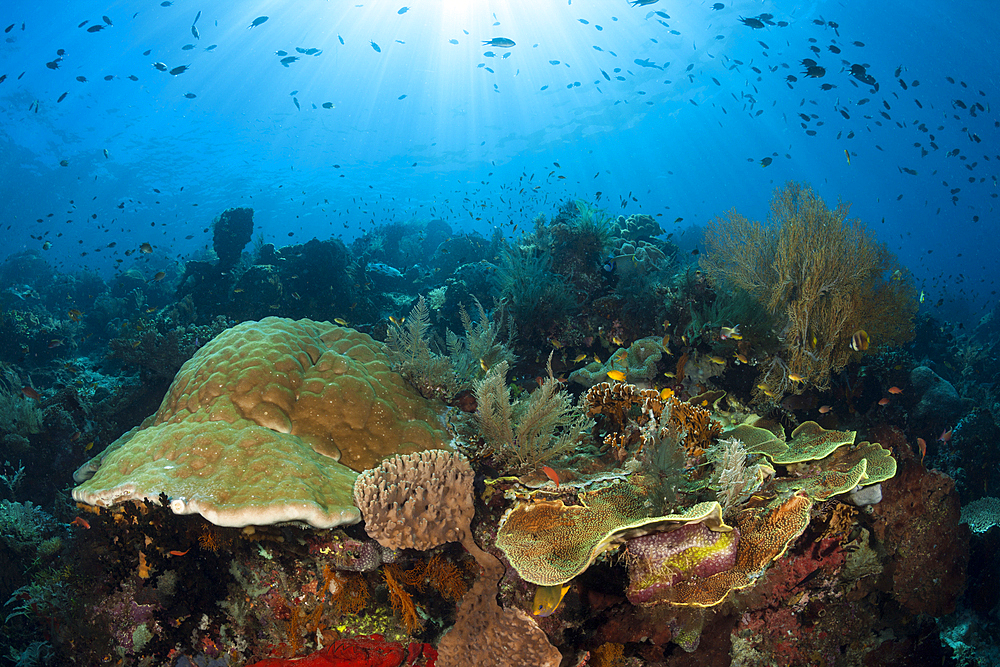 Species rich Coral Reef, Raja Ampat, West Papua, Indonesia