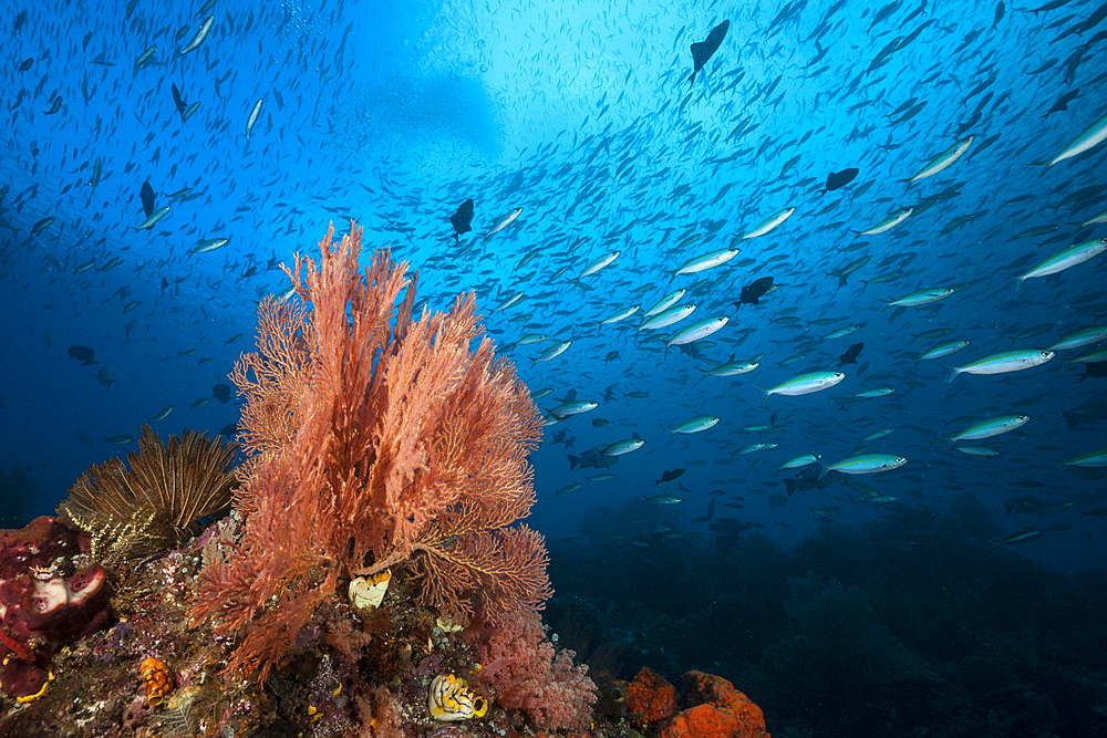 Colored Coral Reef, Raja Ampat, West Papua, Indonesia