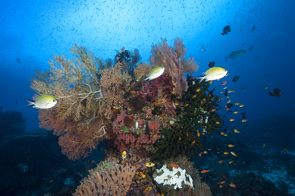 Colored Coral Reef, Raja Ampat, West Papua, Indonesia