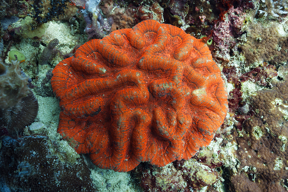 Fluorescent Stoney coral, Symphyllia sp., Raja Ampat, West Papua, Indonesia