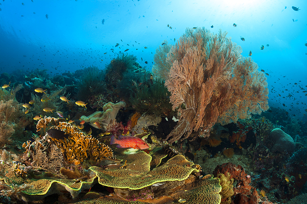 Colored Coral Reef, Raja Ampat, West Papua, Indonesia