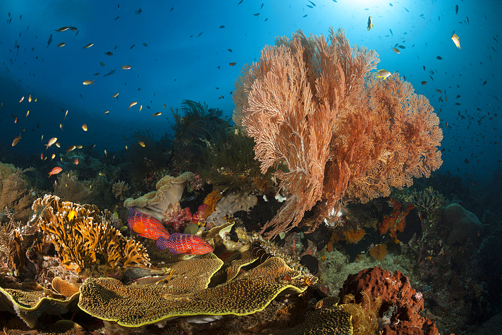 Colored Coral Reef, Raja Ampat, West Papua, Indonesia