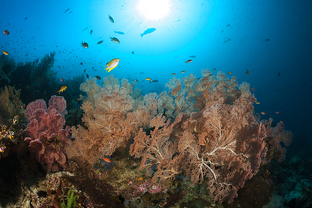 Colored Coral Reef, Raja Ampat, West Papua, Indonesia