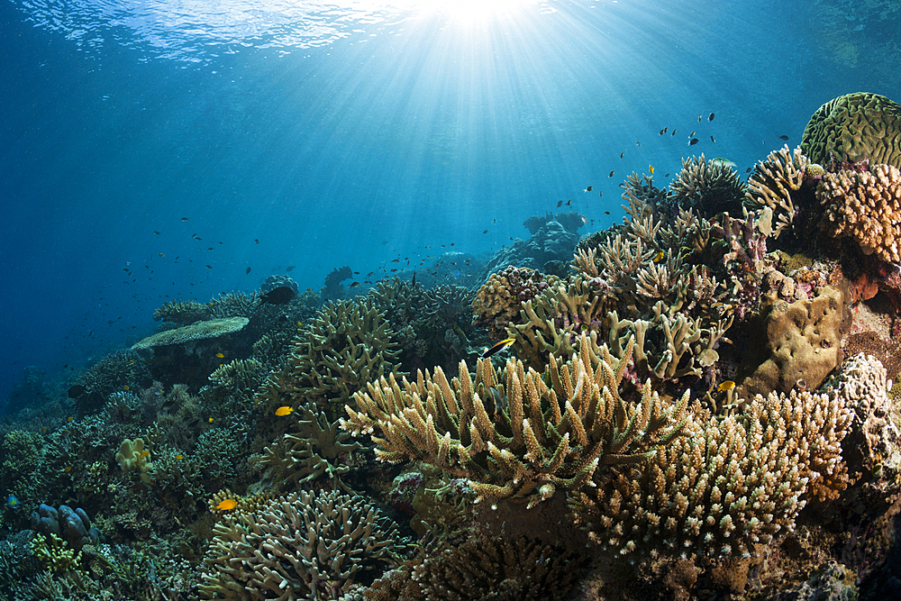 Hard Coral Reef, Raja Ampat, West Papua, Indonesia