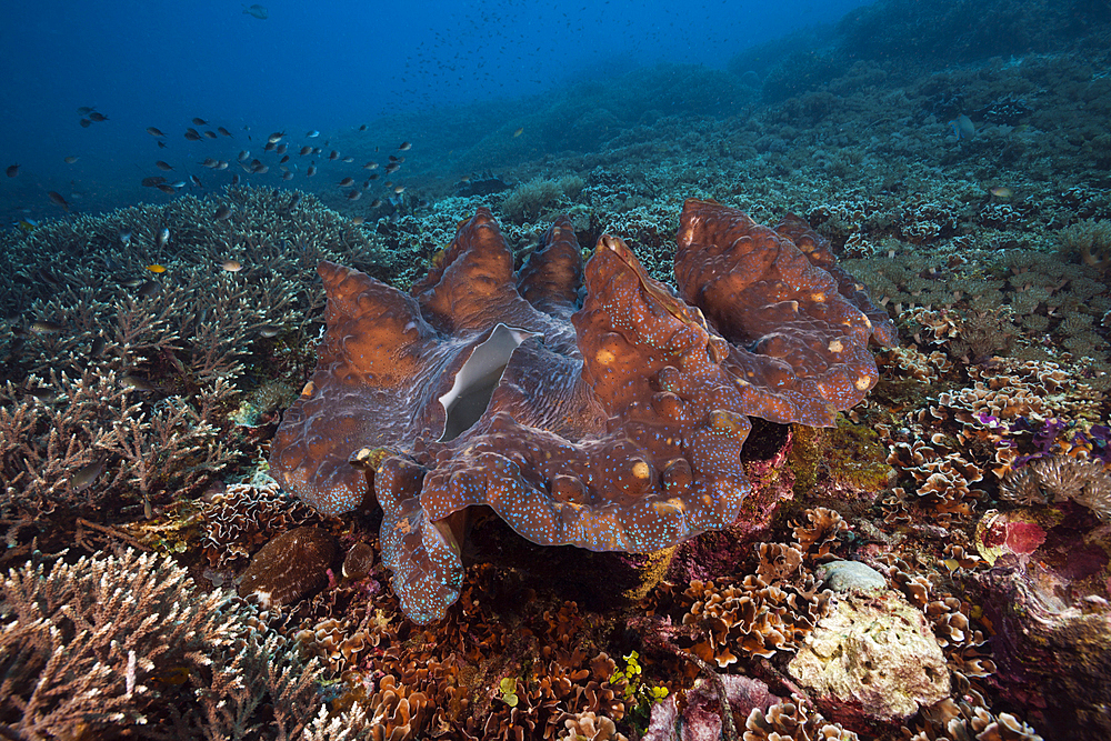 Giant Clam in Coral reef, Tridacna squamosa, Raja Ampat, West Papua, Indonesia