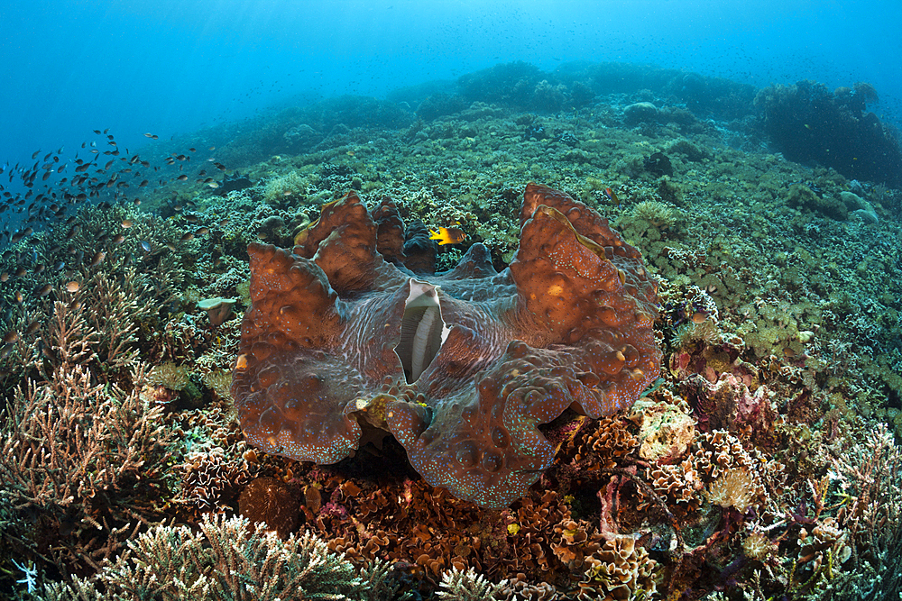 Giant Clam in Coral reef, Tridacna squamosa, Raja Ampat, West Papua, Indonesia