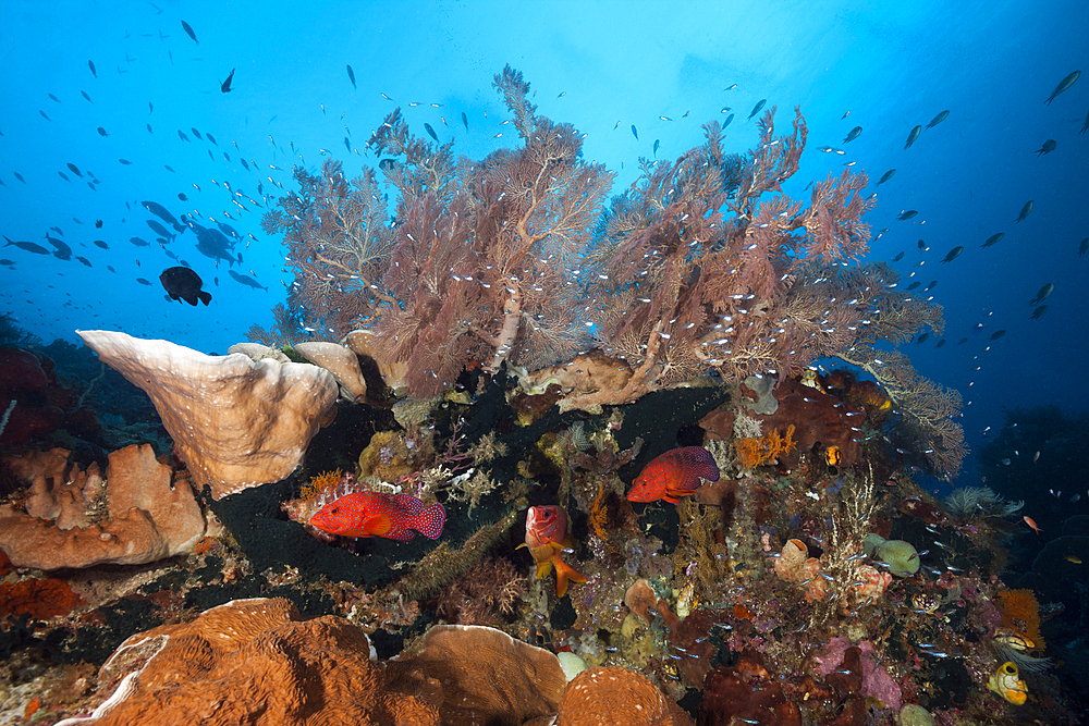 Species rich Coral Reef, Raja Ampat, West Papua, Indonesia